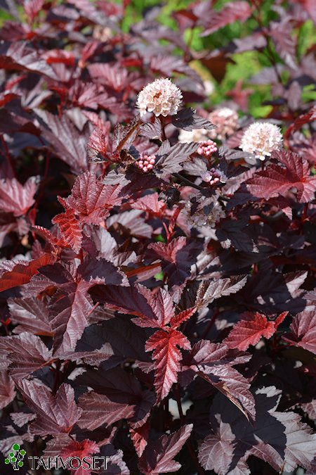 Physocarpus opulifolius 'Lady in Red', purppuraheisiangervo